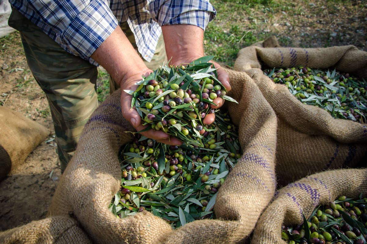 Manca sempre meno alla raccolta delle olive per l'extravergine italiano