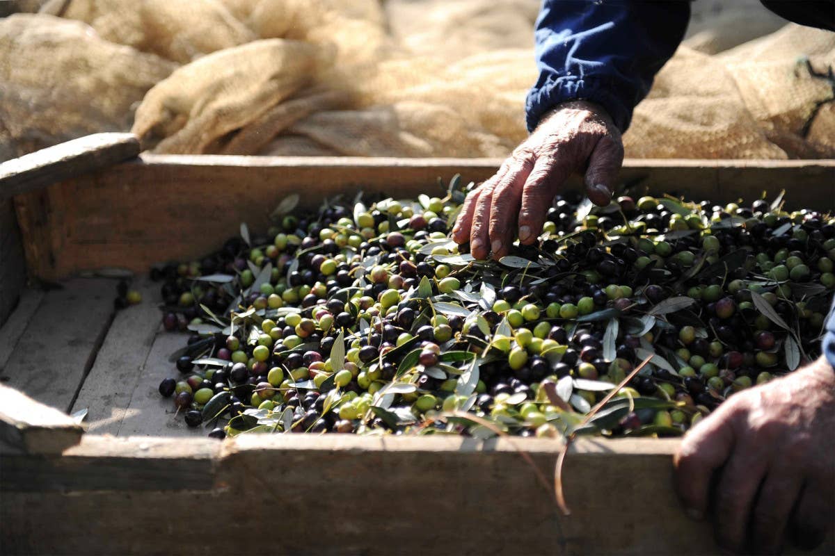 Italia primo importatore di olio tunisino. I produttori italiani non ci stanno