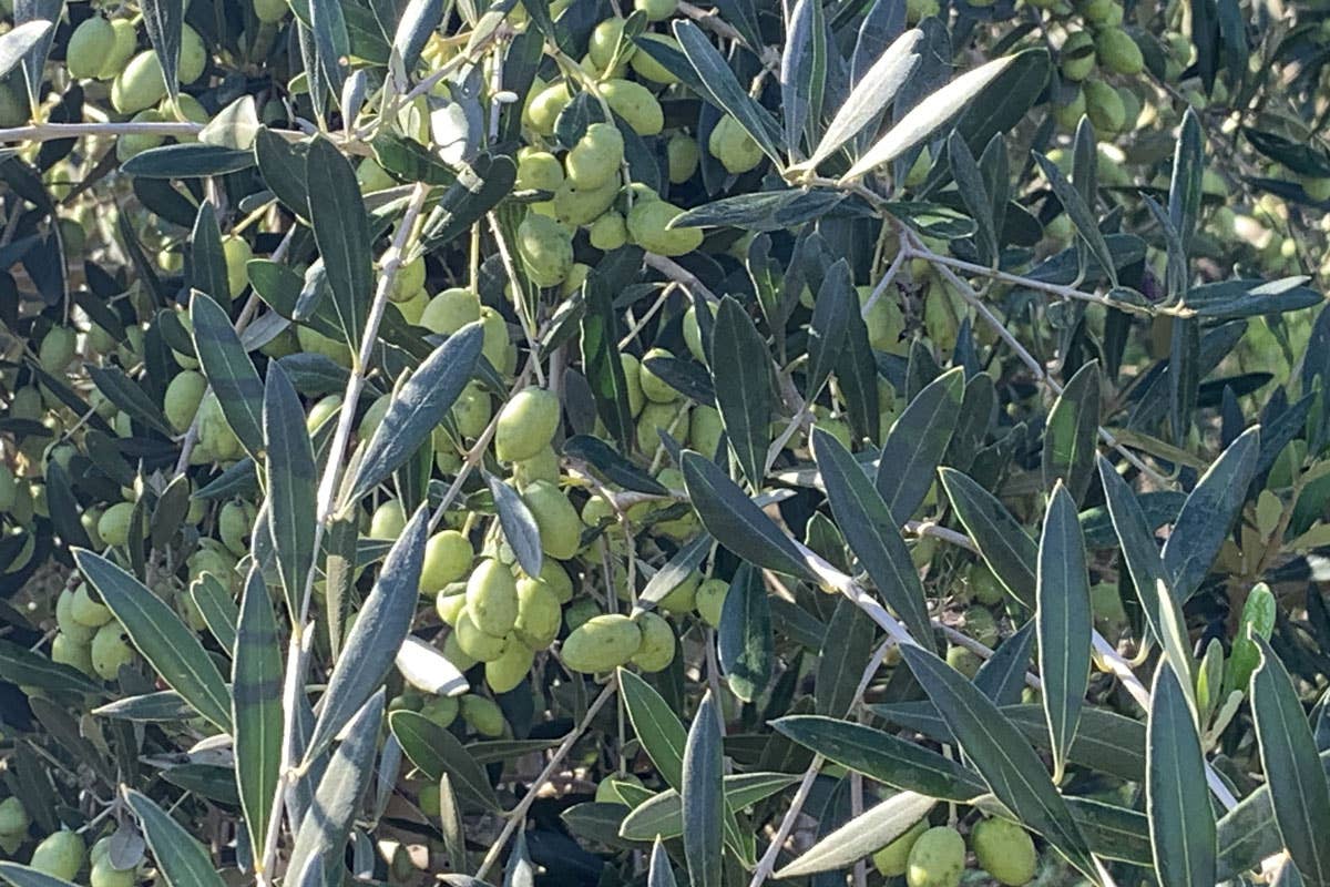 Frescobaldi: olio Laudemio 2024 e pasta Tirrena, il territorio oltre il vino