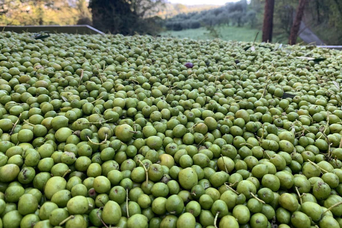 Frescobaldi: olio Laudemio 2024 e pasta Tirrena, il territorio oltre il vino