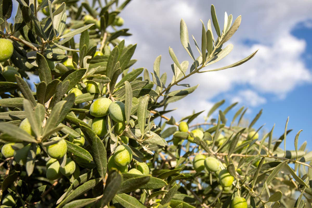 L'olivo, l'albero (e patrimonio) che unisce culture e continenti