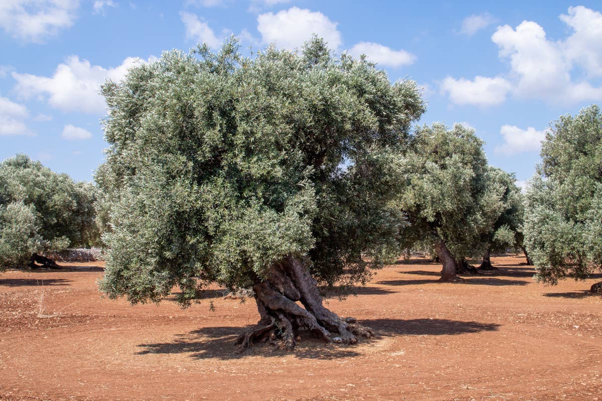 L'olivo, l'albero (e patrimonio) che unisce culture e continenti