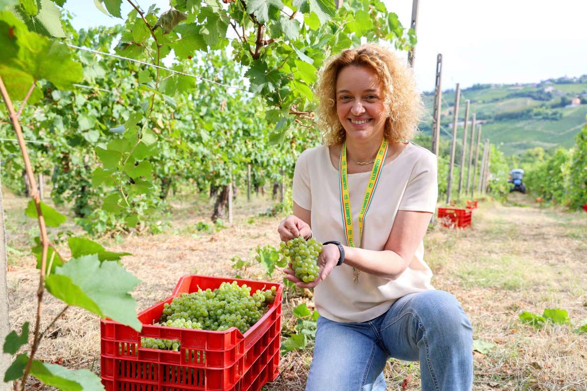 Vendemmia anticipata in Oltrepò: ottime stime per quantità e qualità delle uve Vendemmia anticipata in Oltrepò: ottime stime per quantità e qualità delle uve