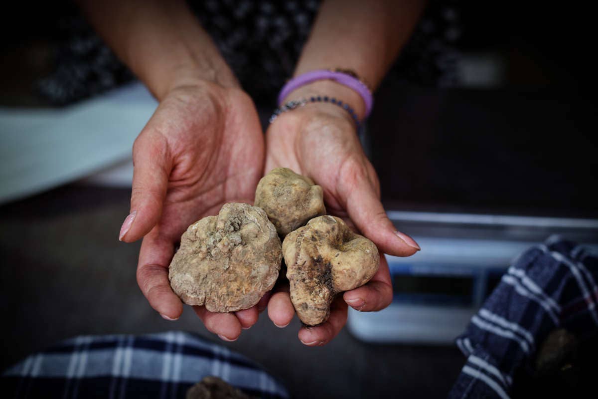 Torna la 61ª Mostra Nazionale del Tartufo di Sant'Angelo in Vado