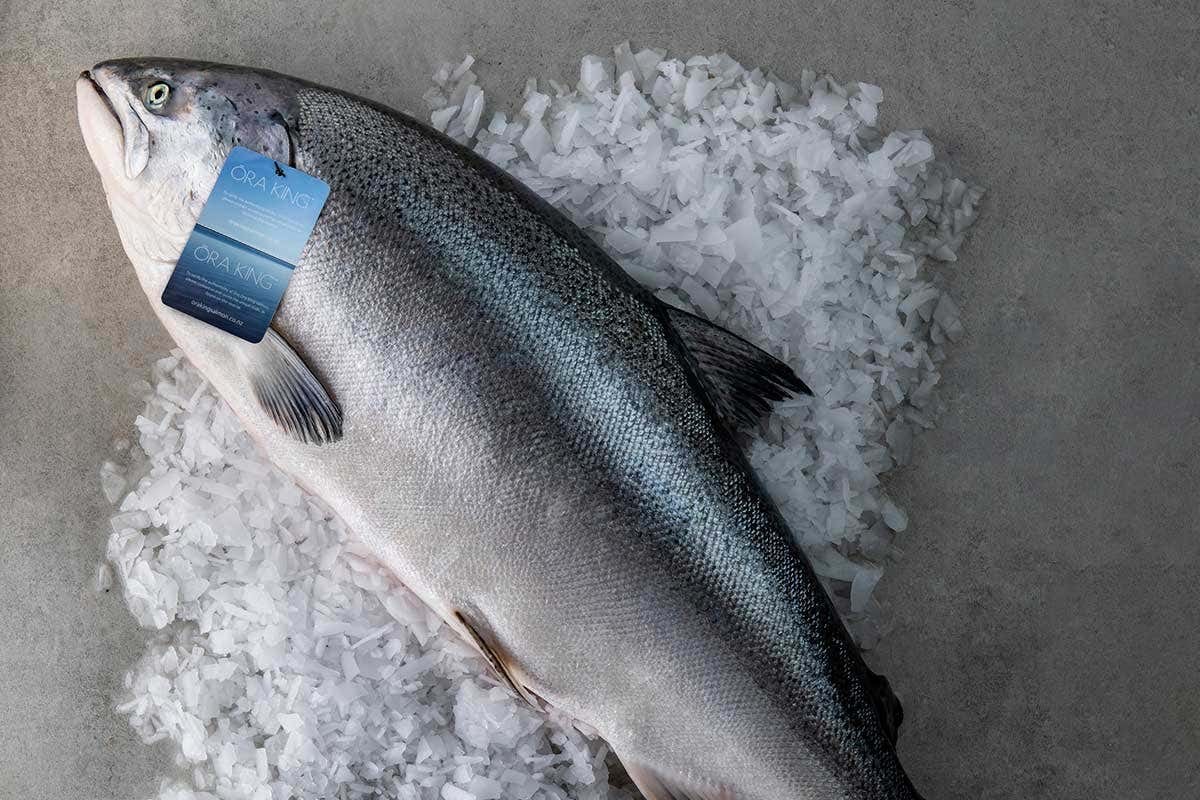 Il salmone Ora King è frutto di un allevamento attento durato 25 anni Il salmone Ora King dalla Nuove Zelande arriva sulle tavole degli italiani Il salmone Ora King è frutto di un allevamento attento durato 25 anni Il salmone Ora King dalla Nuove Zelande arriva sulle tavole degli italiani