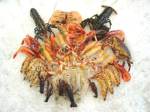 Glassatura E Rischio Del Salto Taglia Occhio All Etichetta Dei Crostacei Italia A Tavola