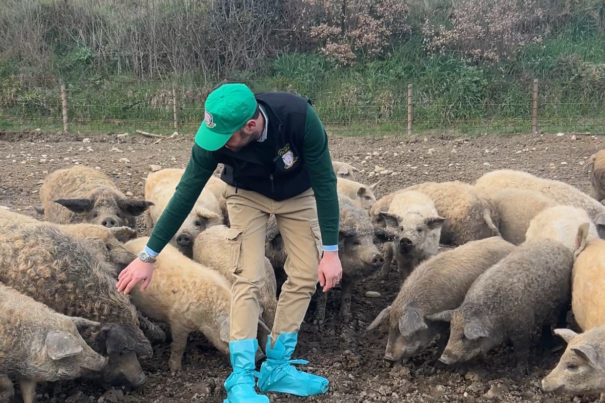 Sulle sponde del Tevere c’è il mangalitza, il “maiale pecora” dell’est Europa Sulle sponde del Tevere c’è il mangalitza, il “maiale pecora” dell’est Europa