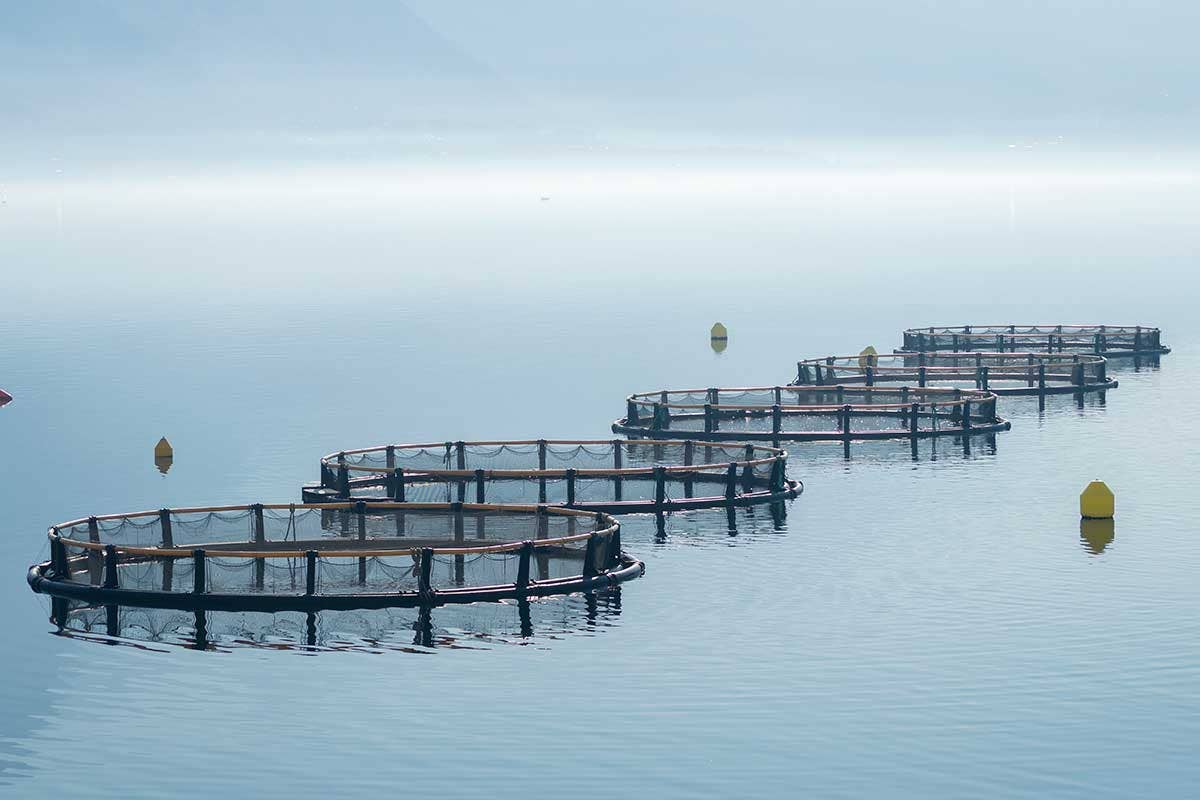 A differenza dei francesi, i produttori italiani allevano le ostriche in impianti off-shore con relativo aumento dei costi Iva sulle ostriche dal 22 al 10%? Produttori e consumatori ci sperano