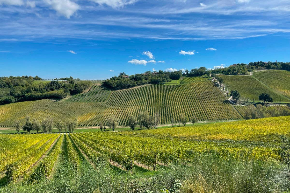 Alcuni vigneti dell'azienda agricola di Palazzo di Varignana “Adotta un Olivo”, il gesto d'amore di Palazzo di Varignana per il futuro