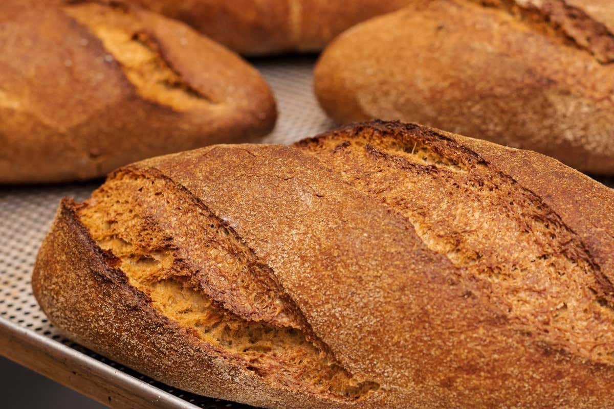 Panificazione contemporanea: il nuovo volto delle aziende familiari Panificazione contemporanea: il nuovo volto delle aziende familiari