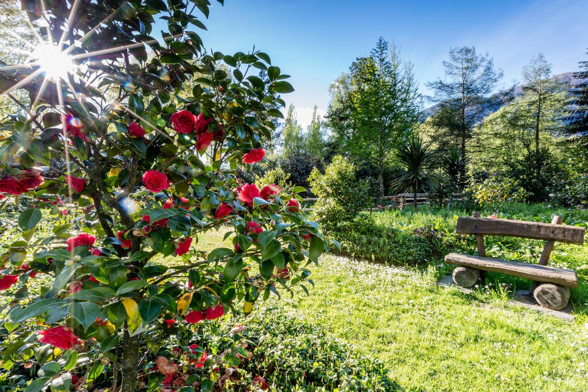 Il parco delle Camelie celebrerà questo magnifico fiore 