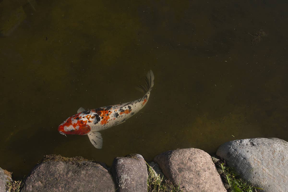 Carpe Koi Fiori, piante e animali fantastici: i tesori del Parco Giardino Sigurtà