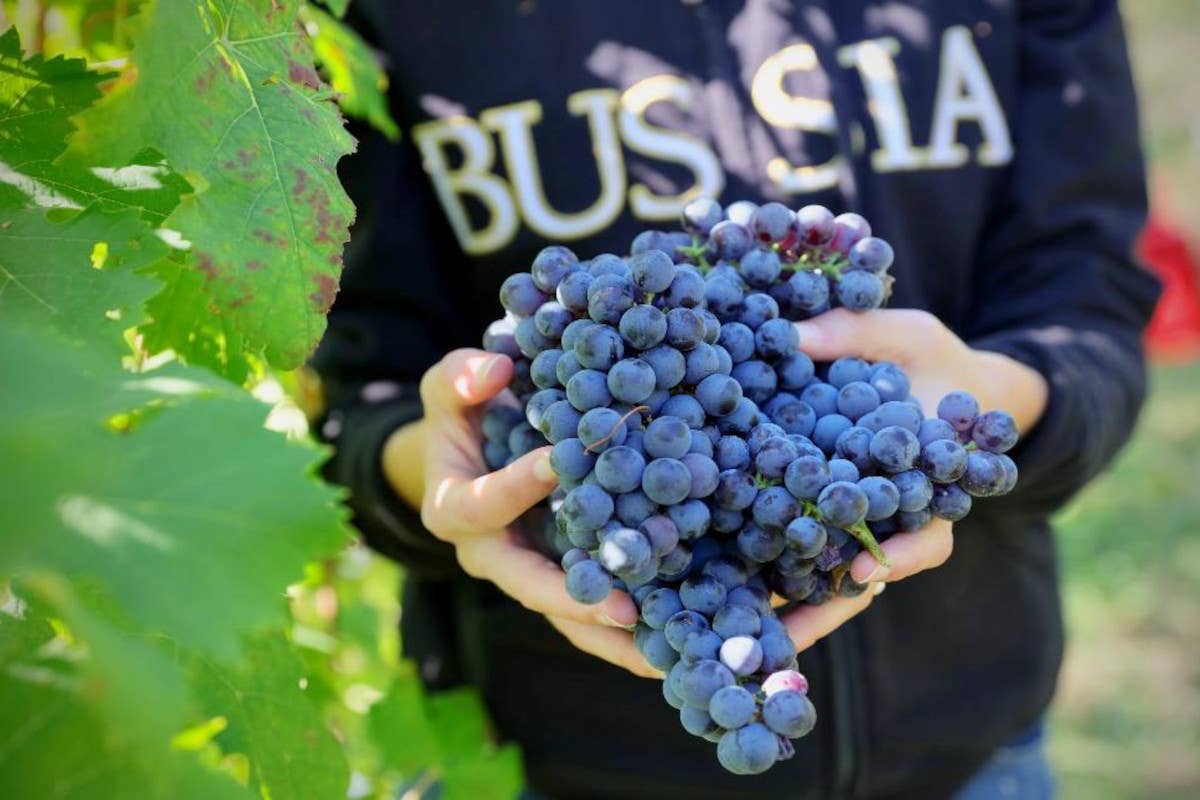 Scoprire i vini della famiglia Parusso in una degustazione al buio