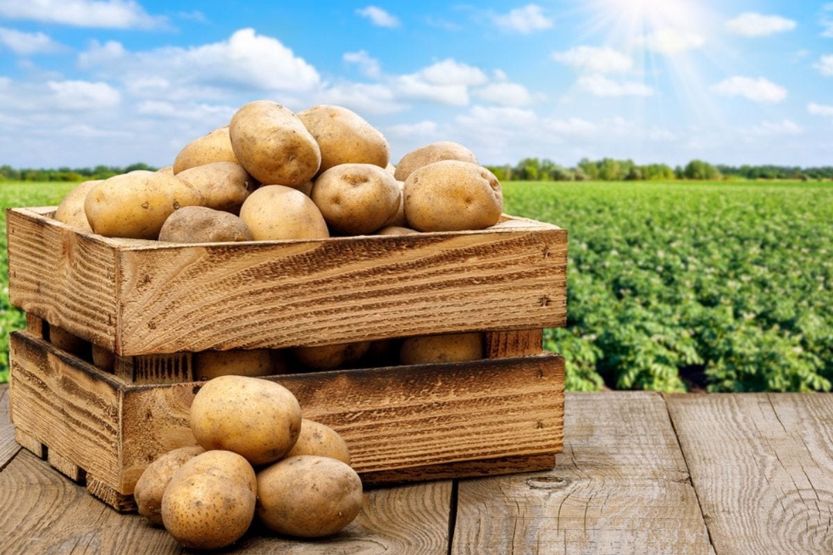 Le patate tra i cibi più consumati in Italia. Come le usano i grandi chef?