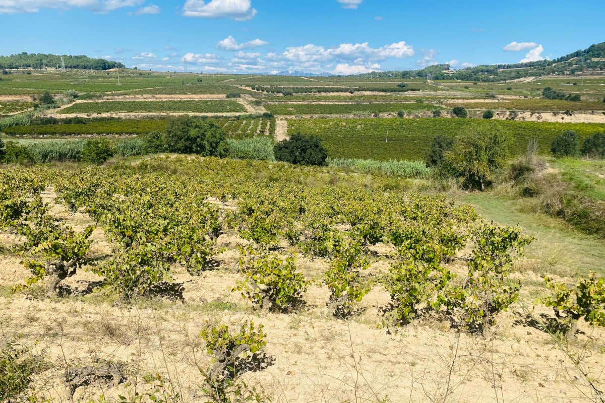 Viaggio fra le vigne del Penedès, la terra del Cava vicino a Barcellona