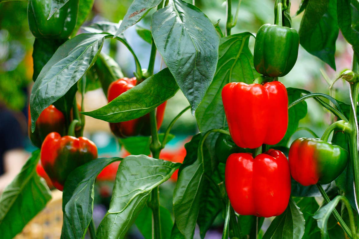 Vuoi fare il pieno di antiossidanti? Mangia il peperone dolce