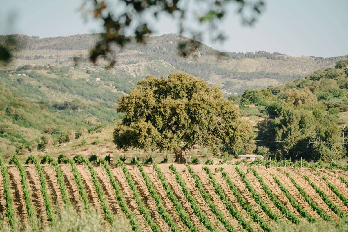 Il territorio di montagna siciliano nei “vini d'altura” di Baglio di Pianetto