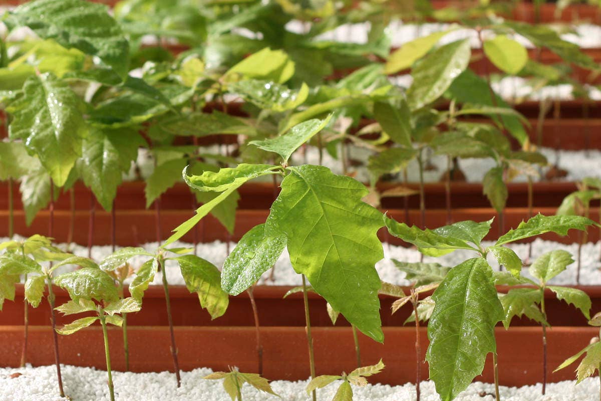 La tartuficultura è sicuramente il futuro del tartufo.