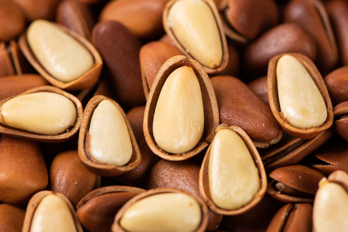 Pinoli, piccoli semi dal grande valore: storia, proprietà e usi in cucina Pinoli, piccoli semi dal grande valore: storia, proprietà e usi in cucina