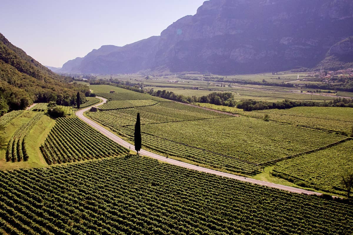 Vendemmia 2024 Doc delle Venezie: il Pinot Grigio promette qualità