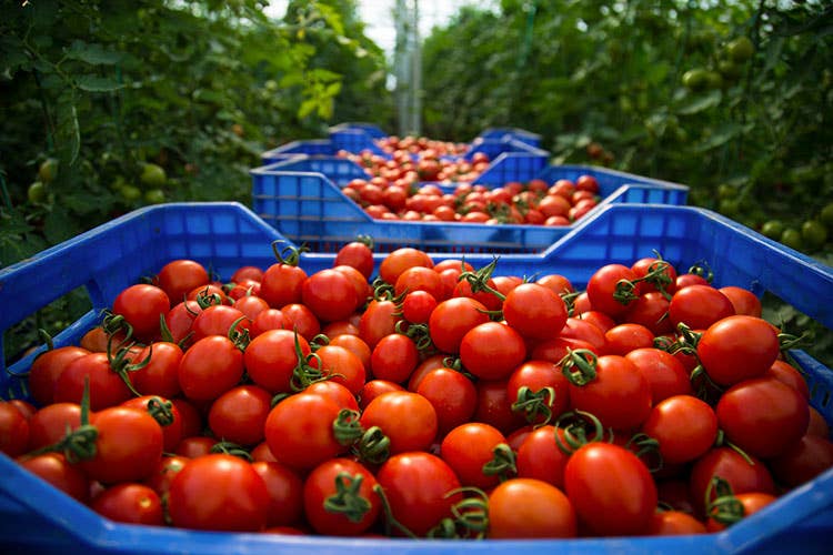 Pomodori - Niente gelata, i prezzi all'ingrosso dell’ortofrutta calano ma di poco