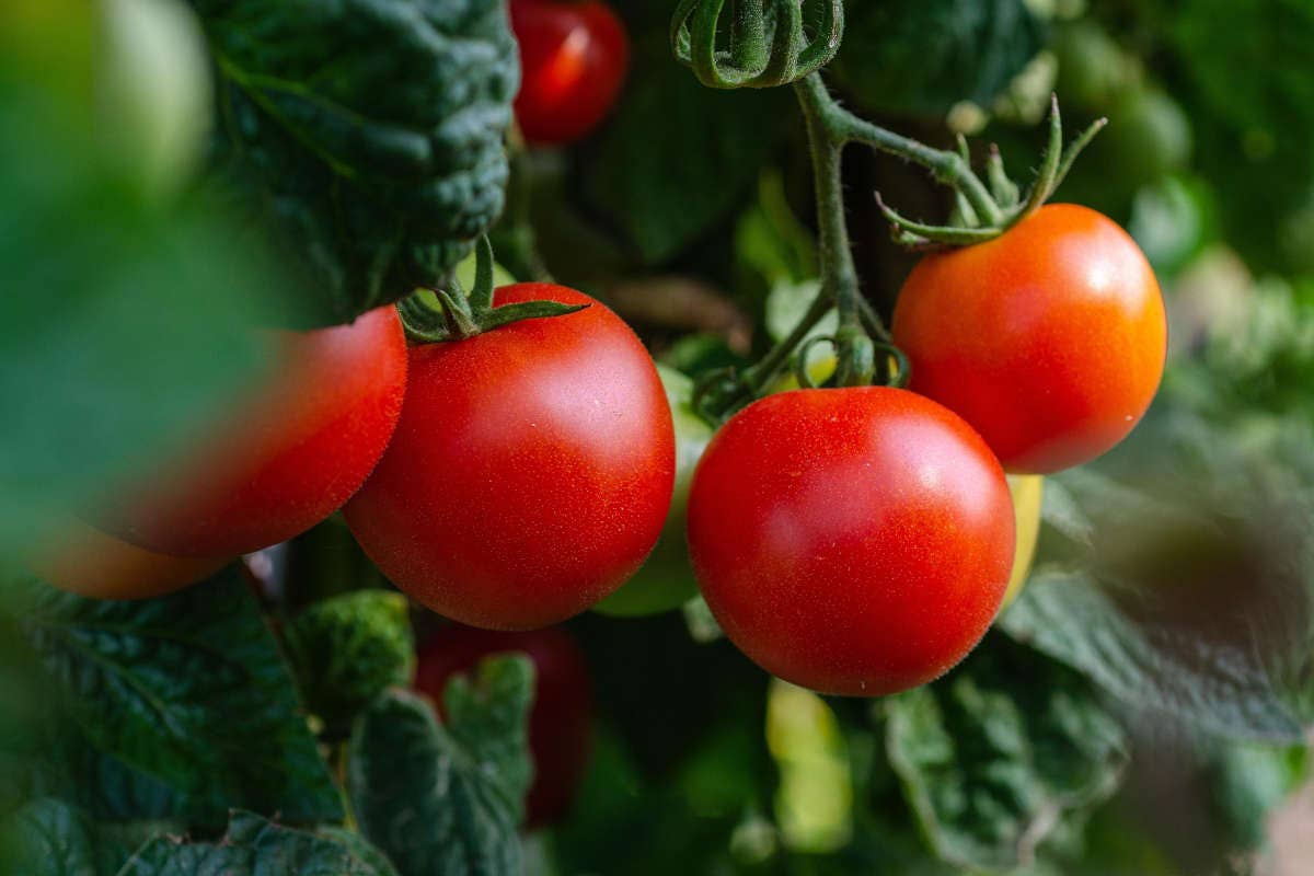 Produttore condannato per coltivazione illegale di pomodori San Marzano