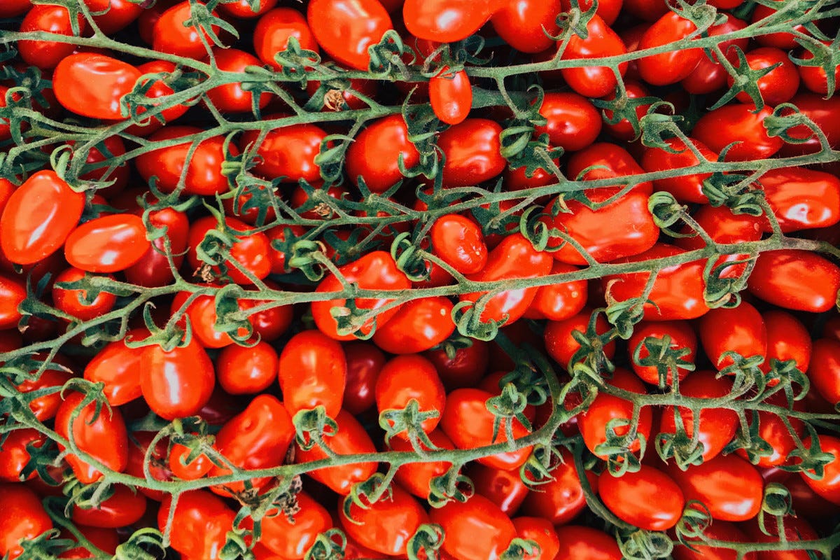 Giornata mondiale del pomodoro: un'ode al re della cucina italiana