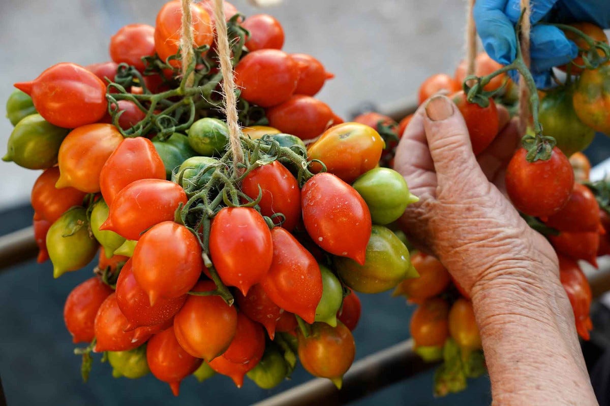 Giornata mondiale del pomodoro: un'ode al re della cucina italiana