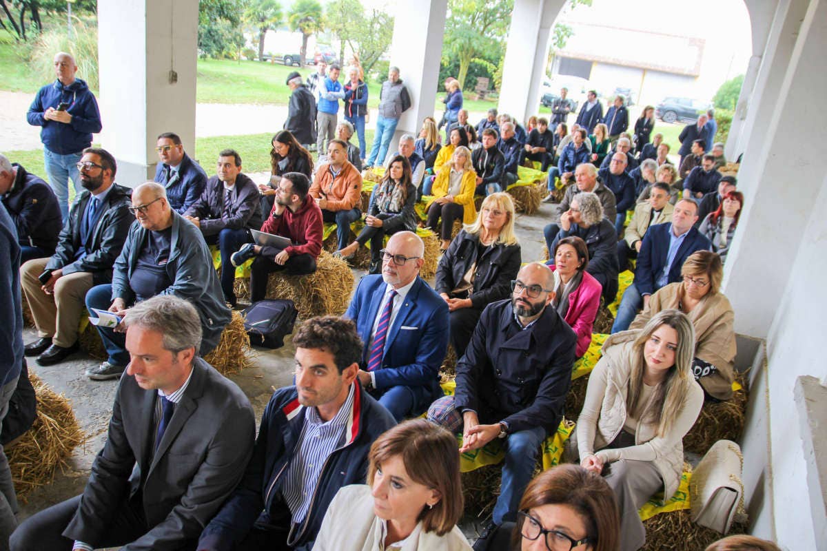 Riso, il Carnaroli compie 80 anni: le celebrazioni di Coldiretti Pavia