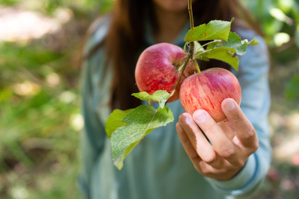 Mele nel 2024 produzione in calo e conseguenti aumenti dei prezzi