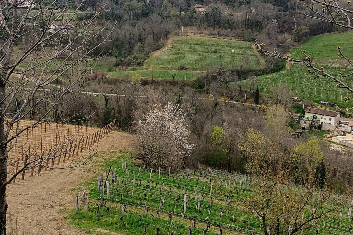 Pinot Grigio nel Collio: un viaggio attraverso le annate con Marko Primosic