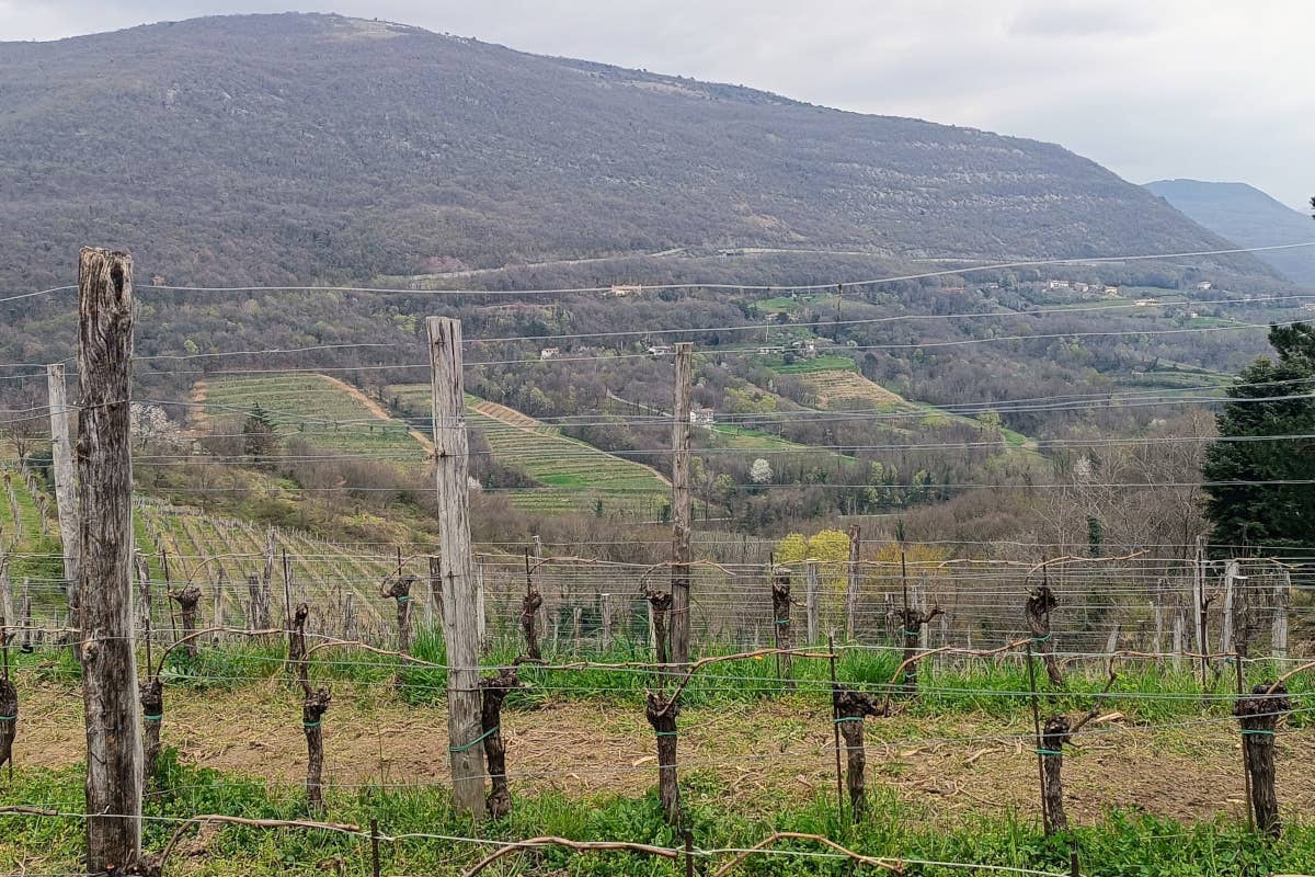 Pinot Grigio nel Collio: un viaggio attraverso le annate con Marko Primosic