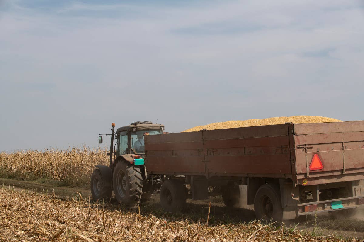 Mais, superfici dimezzate: «Con le nuove regole europee caleranno ancora»