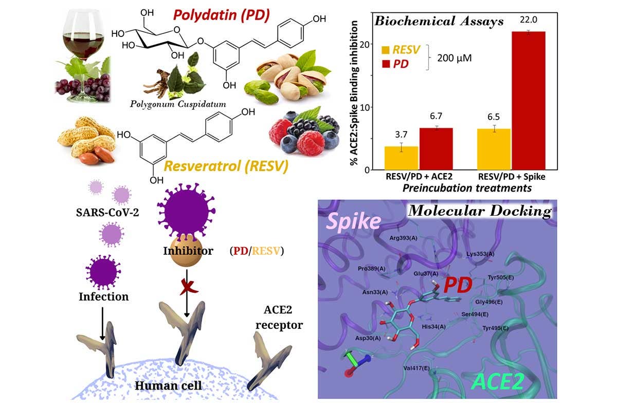 Uno schema sintetico di come interagiscon polifenoli e proteina spike Una dieta sana e ricca di polifenoli aumenta la resistenza al Covid
