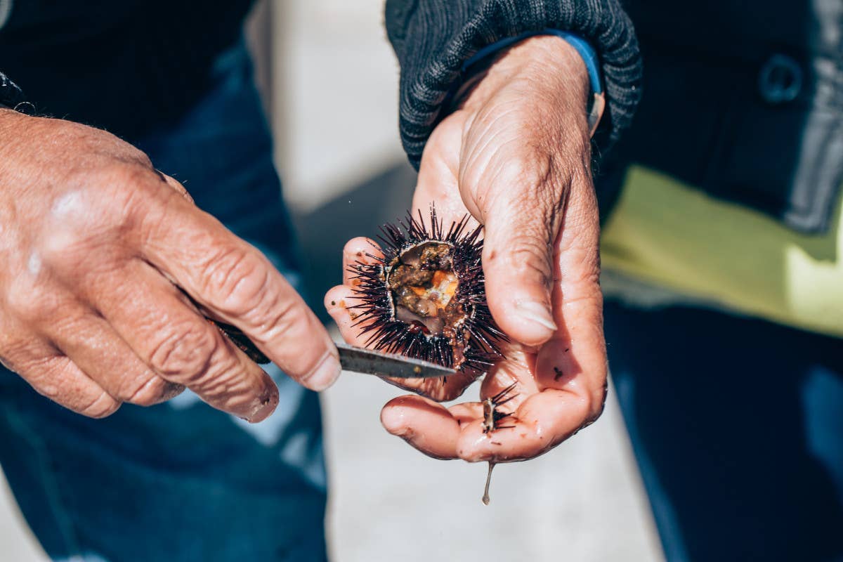 La Puglia nel piatto: un tuffo nei sapori del mare