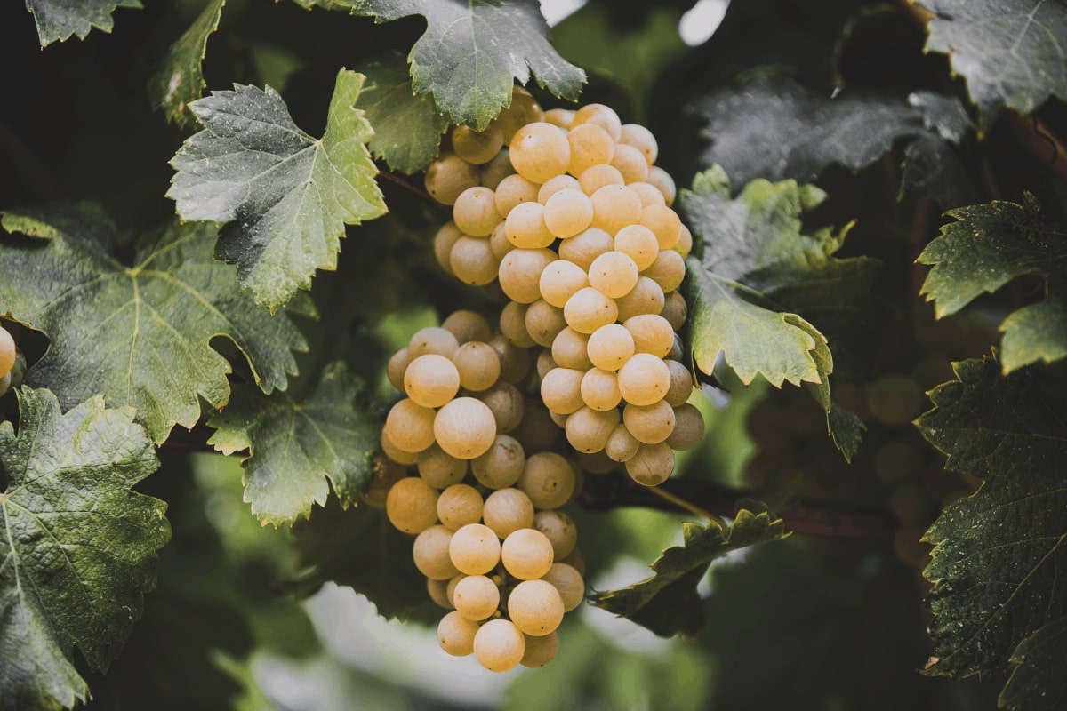 Dal Moscato al [“Re Giorgio”]: i vini de La Trava nelle Langhe