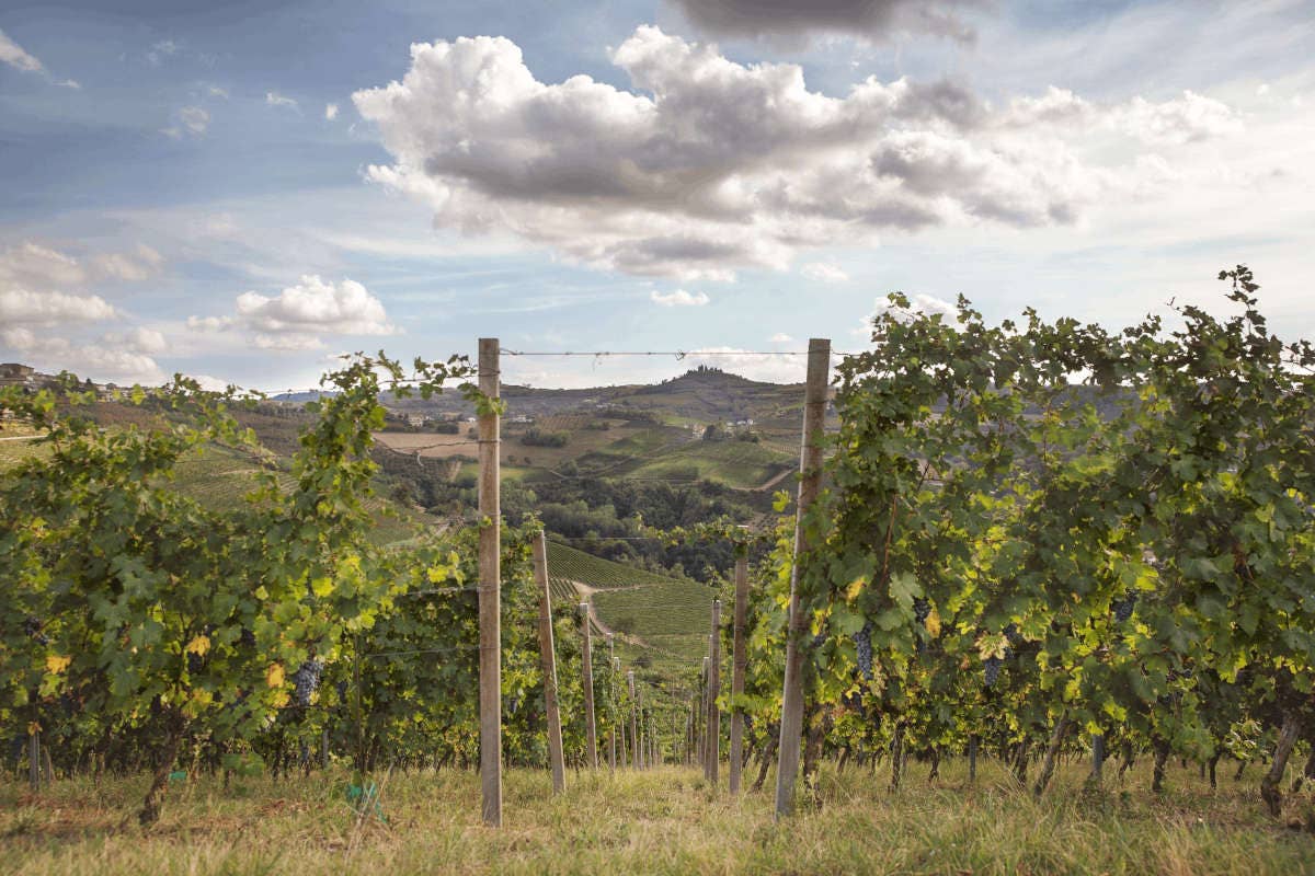 Dal Moscato al [“Re Giorgio”]: i vini de La Trava nelle Langhe