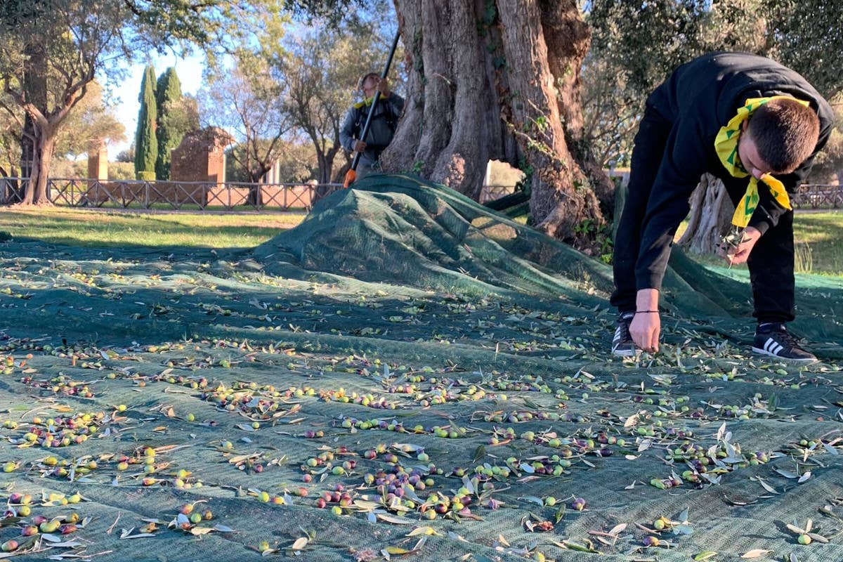 Raccolta delle olive  Cambiamenti climatici e costi alle stelle minacciano gli ulivi: a rischio l'olio italiano