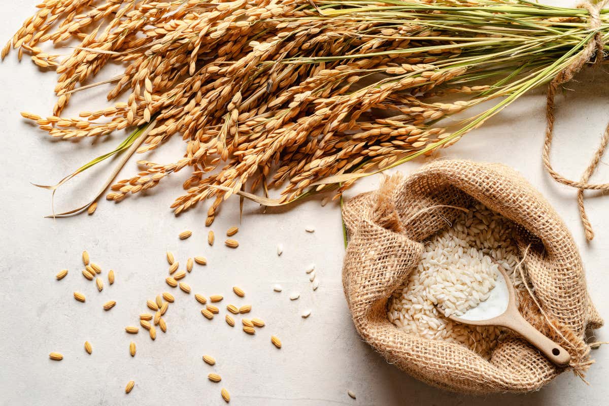 Il Carnaroli festeggia 80 anni: storia, origine e celebrazioni del re del riso Il Carnaroli festeggia 80 anni: storia, origine e celebrazioni del re del riso