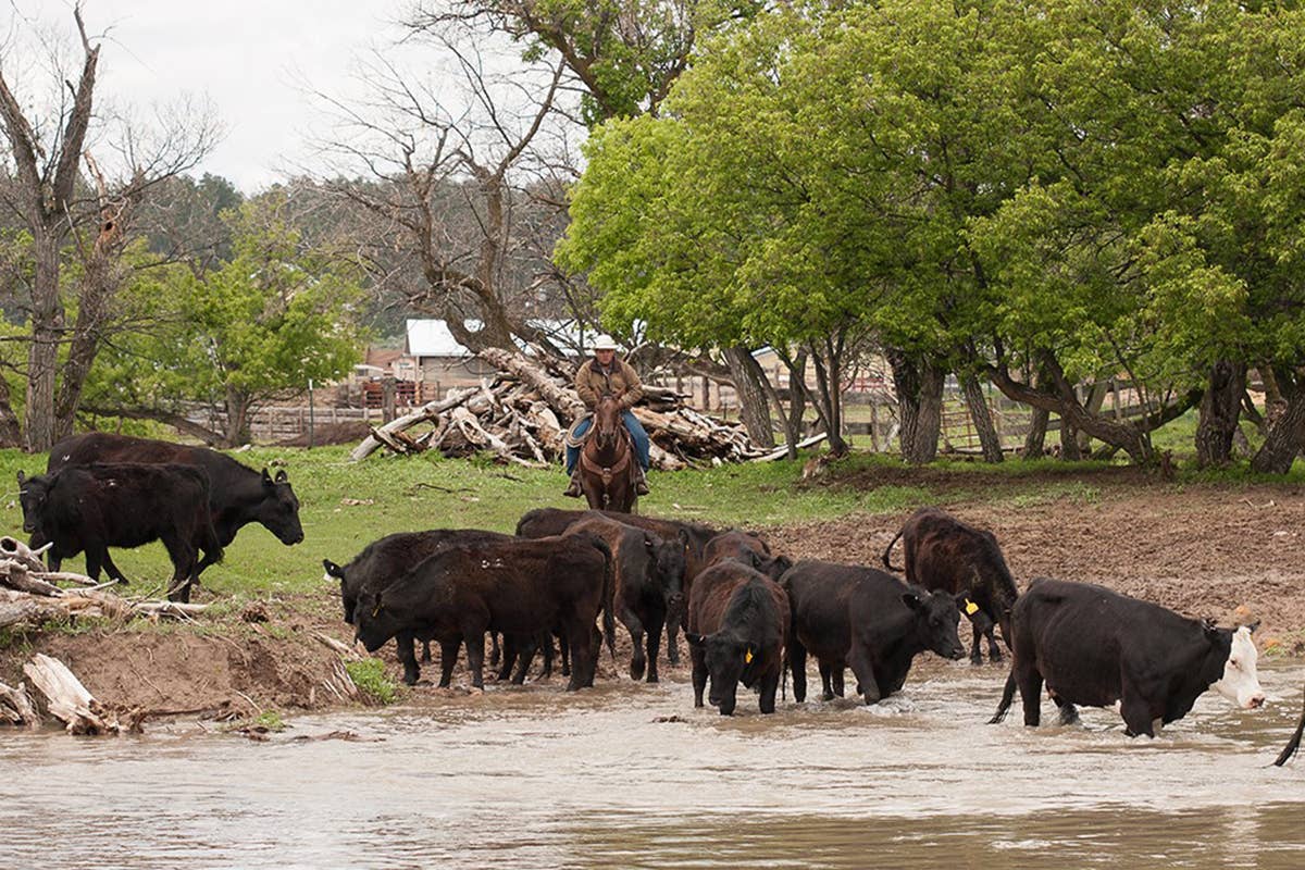 Come un vero mandriano. Foto: Kara Creek Ranchr  