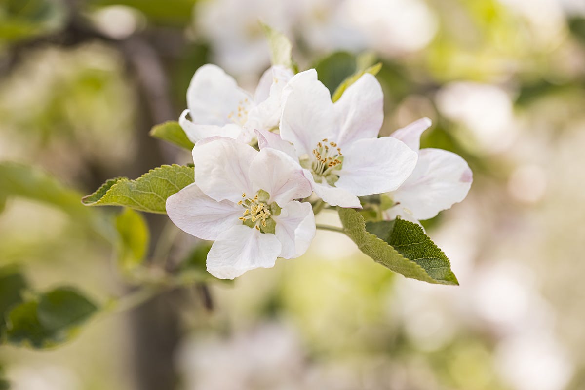 La bellezza dei fiori In Alto Adige tra le fioriture dei meleti in Primavera