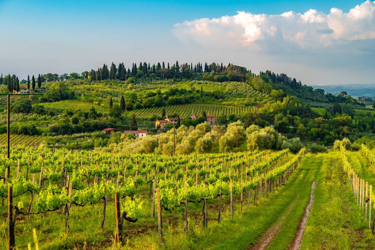 Toscana via libera a nuovi vigneti per un totale di 639 ettari