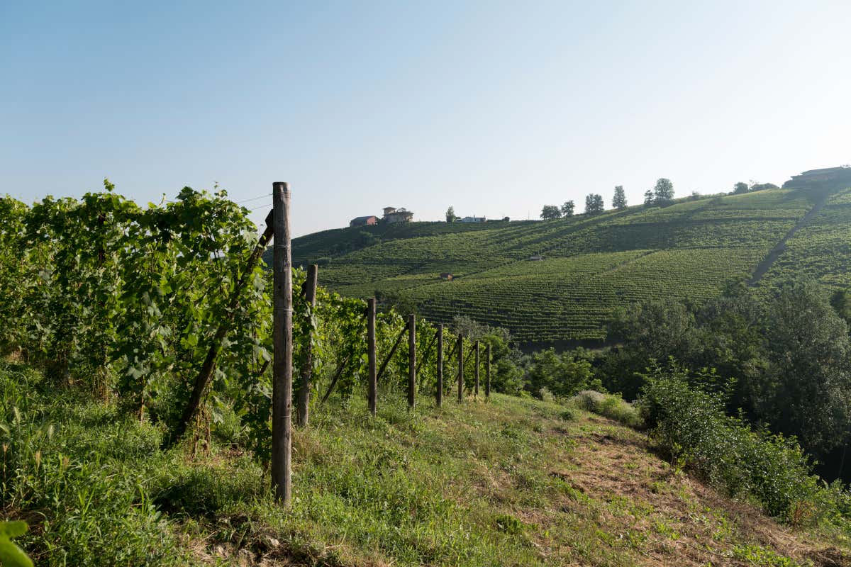 Livia, Michele e Lorenzo Fontana: così nasce il Barolo che guarda lontano