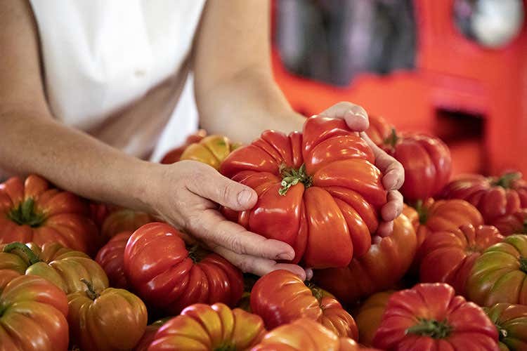L'antico pomodoro Riccio di Parma L'antico pomodoro Riccio di Parma