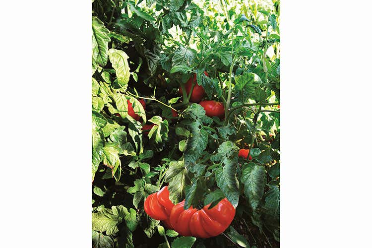 La coltivazione di questo prodotto è stata portata avanti da un'associazione che ne ha evitato l'estinzione La coltivazione di questo prodotto è stata portata avanti da un'associazione che ne ha evitato l'estinzione