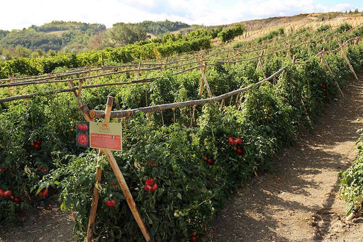 Il pomodoro Riccio di Parma è acquistabile a Rural Il pomodoro Riccio di Parma è acquistabile a Rural