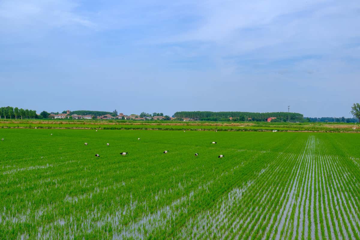 Riso pavese, la raccolta rischia di chiudersi con un calo del 10%