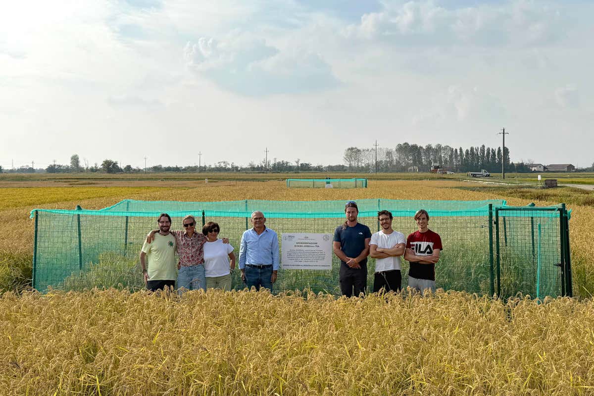 In Lomellina il riso del futuro: prime prove con le Tecniche di evoluzione assistita