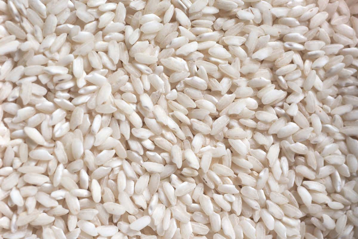 Vercelli lancia Risò: tre giorni per scoprire il mondo del riso Vercelli lancia Risò: tre giorni per scoprire il mondo del riso