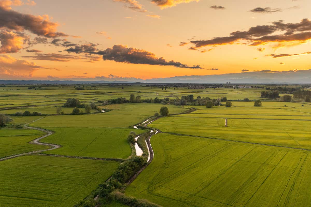 Dal Piemonte al mondo: Vercelli si conferma capitale europea del riso Dal Piemonte al mondo: Vercelli si conferma capitale europea del riso